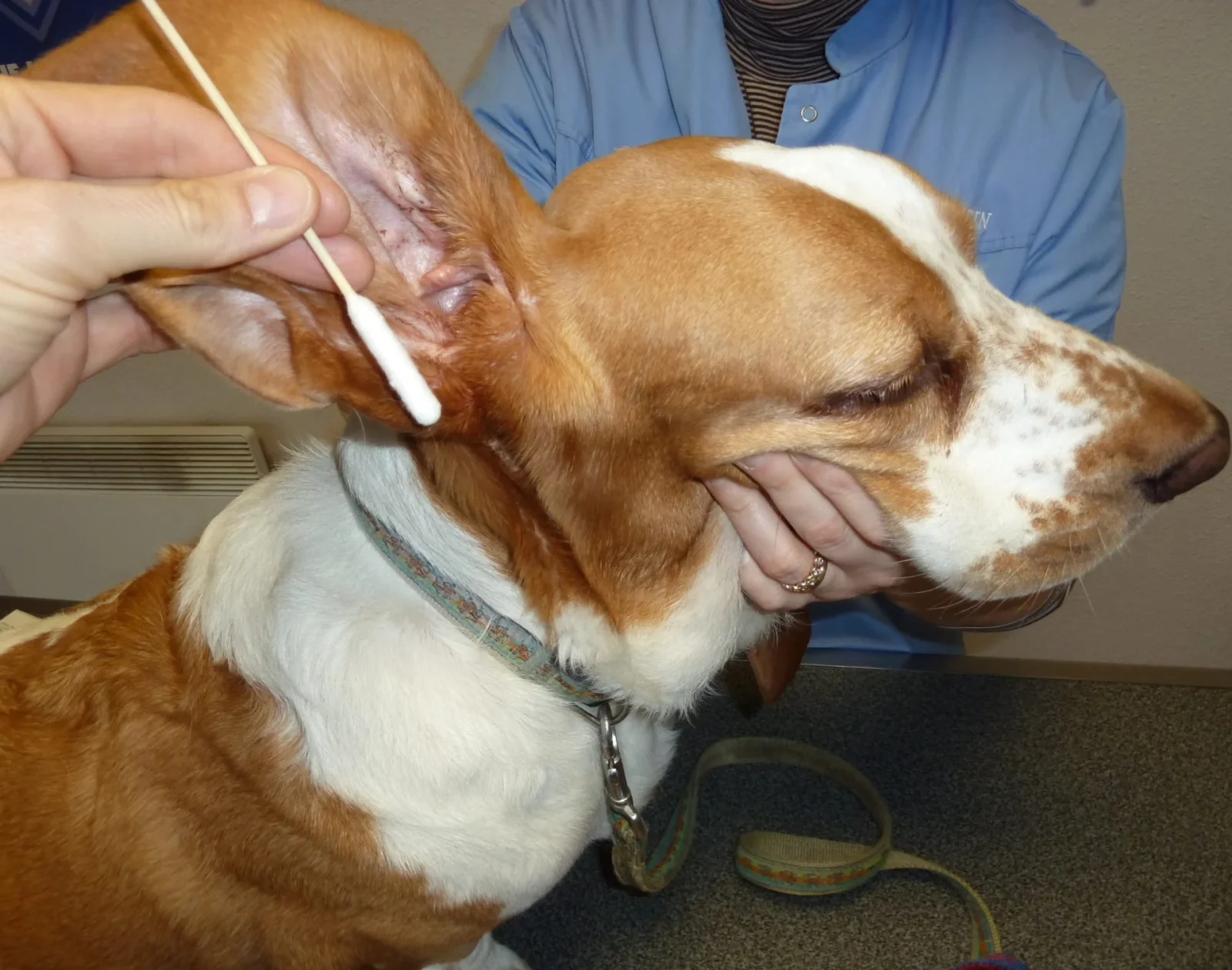 BambooStick Patyczki do Pielęgnacji Uszu dla Psów Duże L/XL
